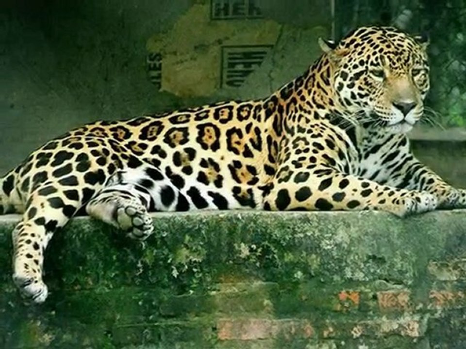 La faune argentine