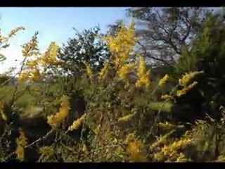 iPhone 4S: Camera Test (1080p Video) - SoldierKnowsBest