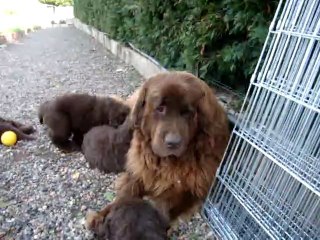 chiots bonny élevage de VALOYAN TERRE NEUVE MARRON BRONZE 15.10.2011