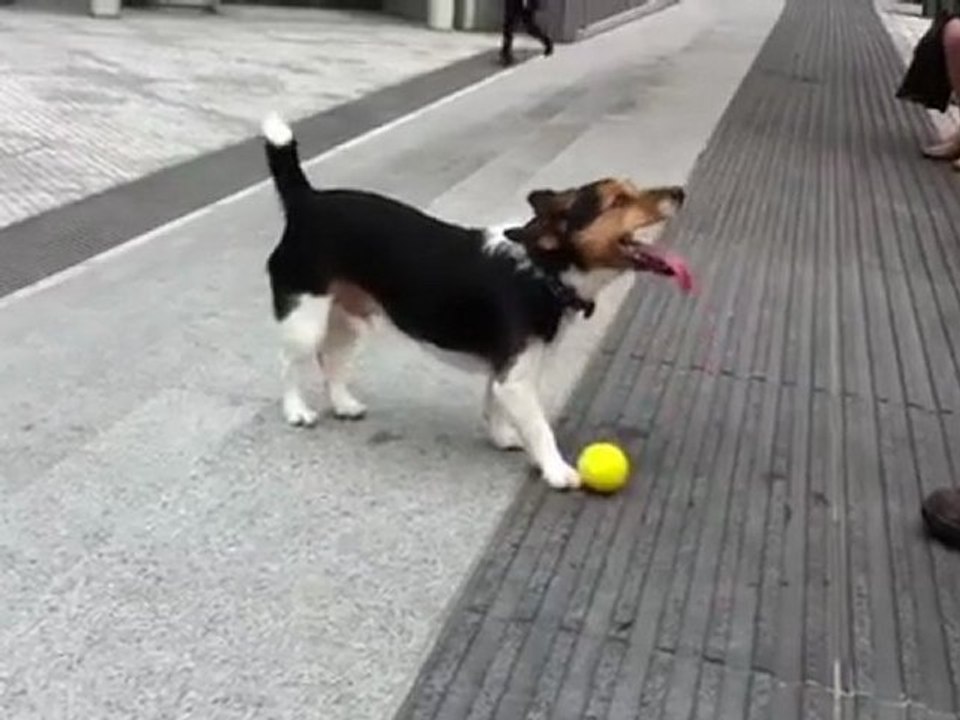 Forever Alone Dog