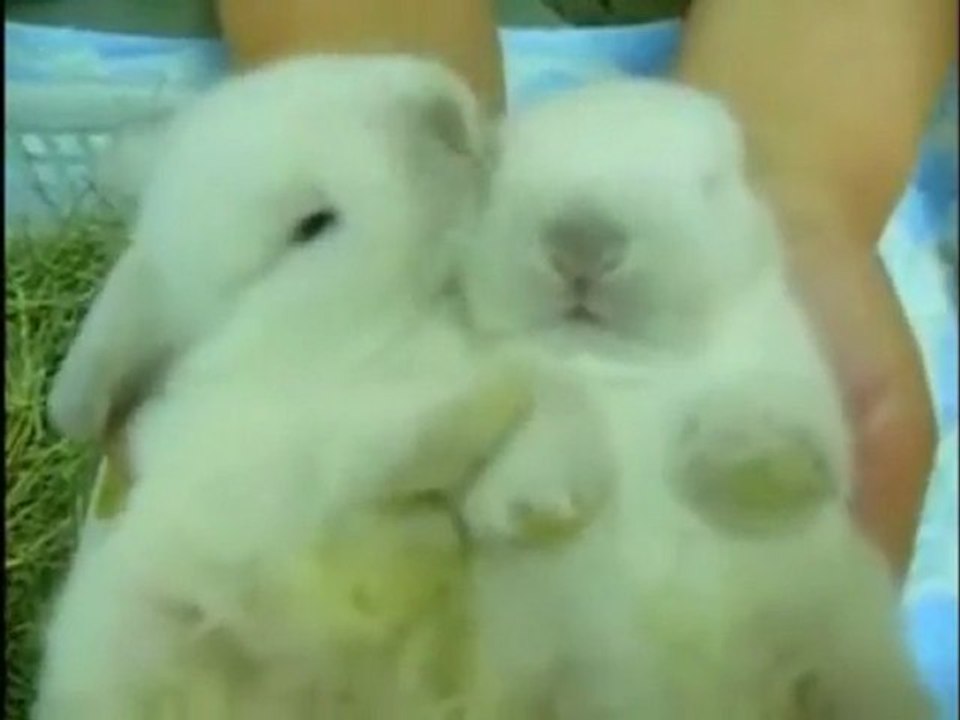 Hasen rappen busta rhymes