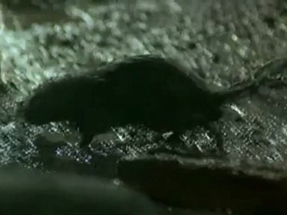 ÉGOUT - 2019 apres la Chute de New York