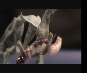 Phyllocrania paradoxa mangeant un vers de farine