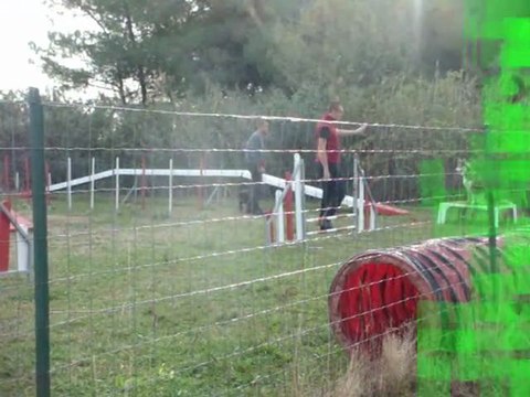 Cours d'agility husky