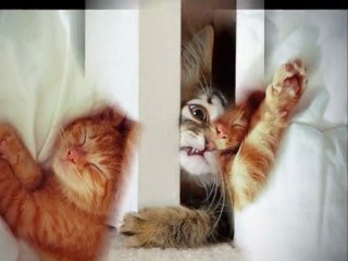 MFÖ & YAMUK- YENİ ALBÜM 2011