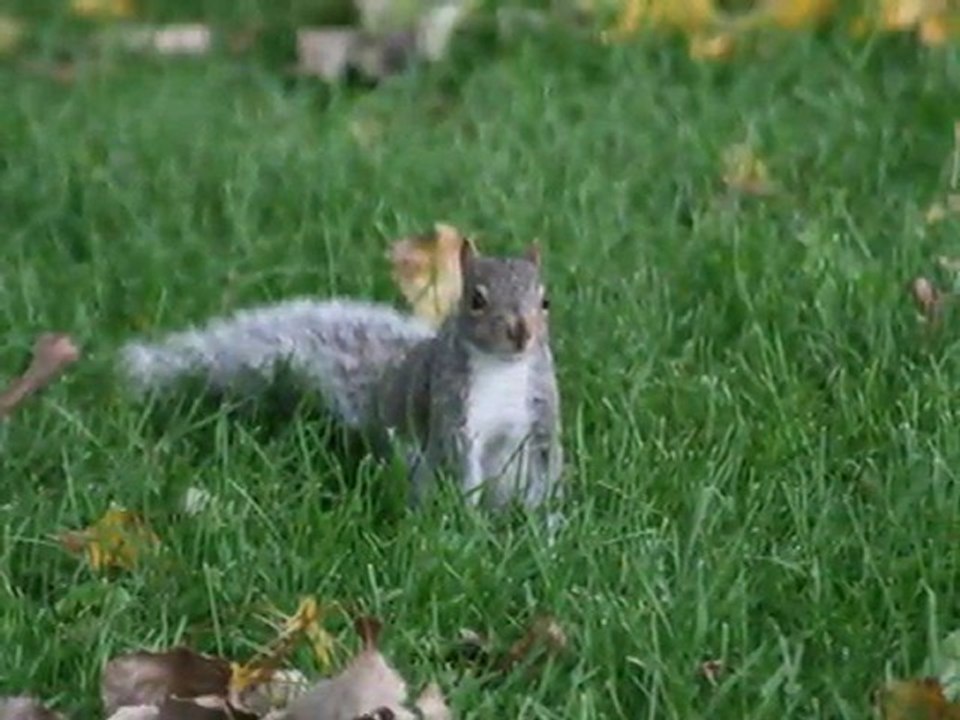 scrat