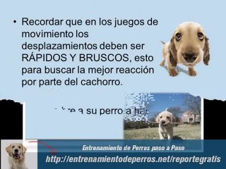 Entrenamiento de Cachorros