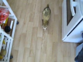 lucky de l'association du Refuge des Ch'tis Furets