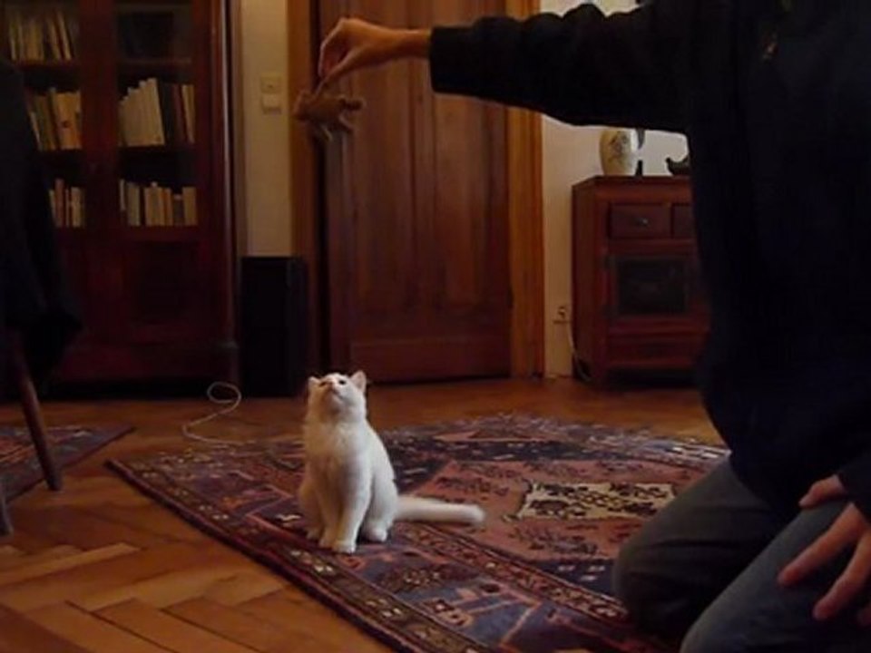 Chat qui saute