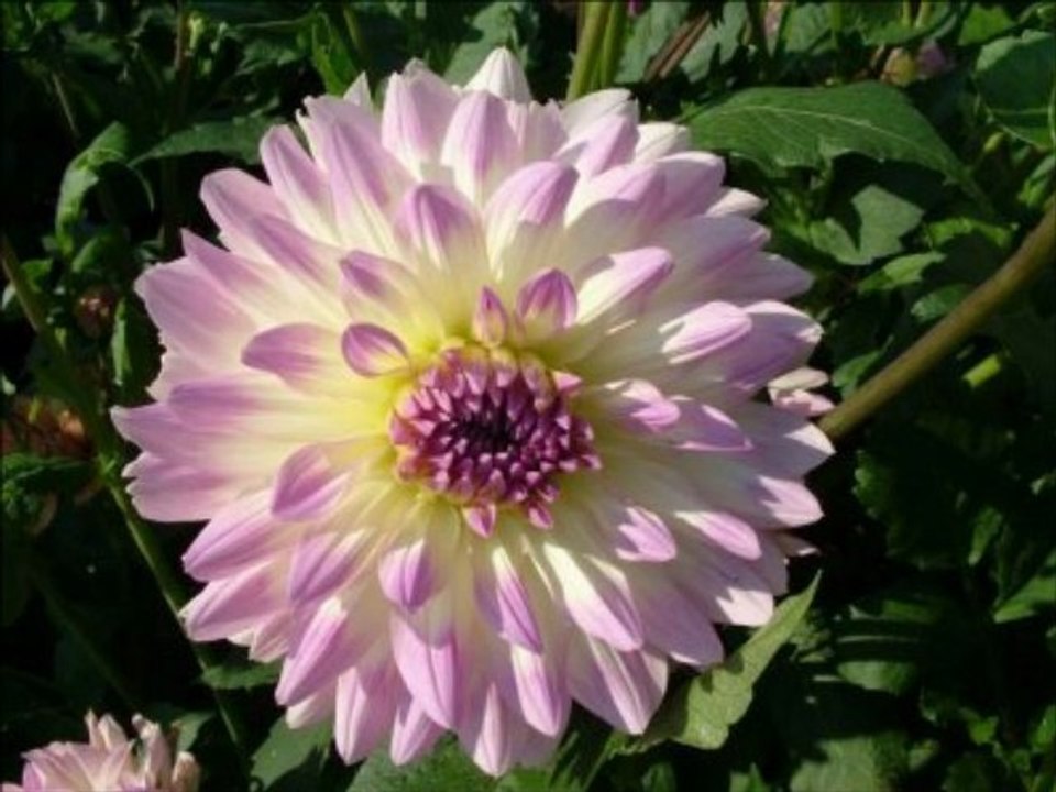 le dahlia
