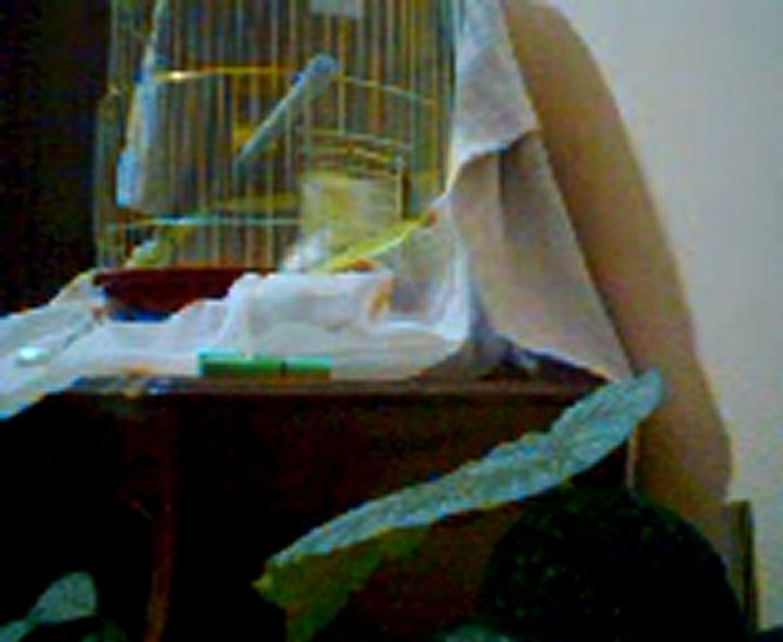 Video0013