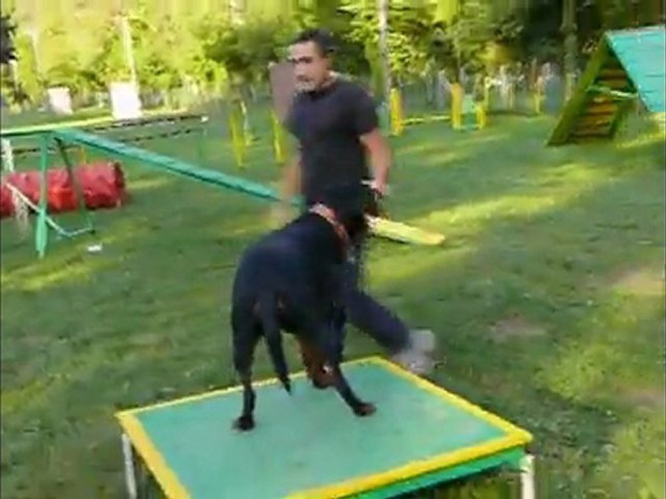 cayenne agility