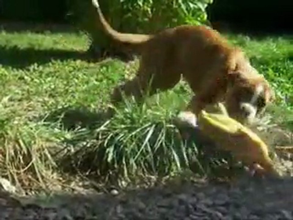 Le dimanche de Geisha-oreilles-collées, à 79 jours - 2011-10-16. (CHEYENNE de SAINT QUINIS X UCELLO du DOLON / Portée des "G" 2011)