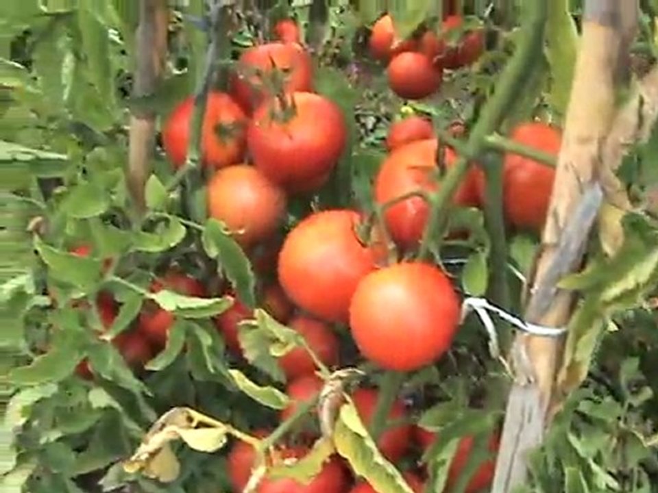 2011 domates üretimi