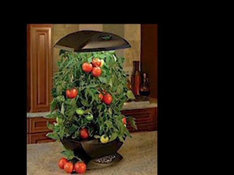 Tomate retarda o envelhecimento