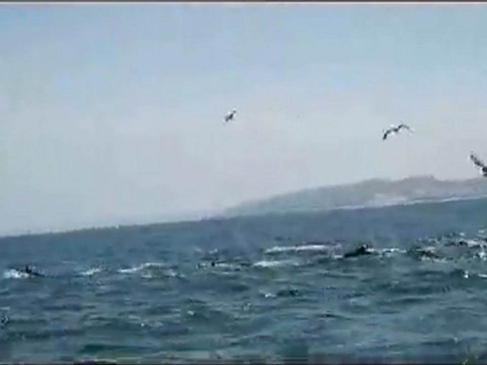 DAUPHINS 2