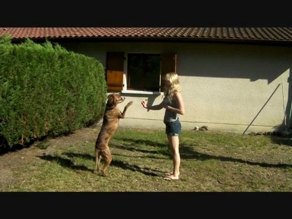 Dinga Super Toutou