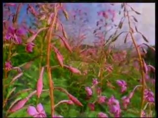 Harun Yahya TV - The climate of security in paradise