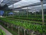 Orchid Farm Khon Kaen