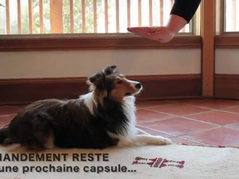 Commandement Combinaison - obéissance chien