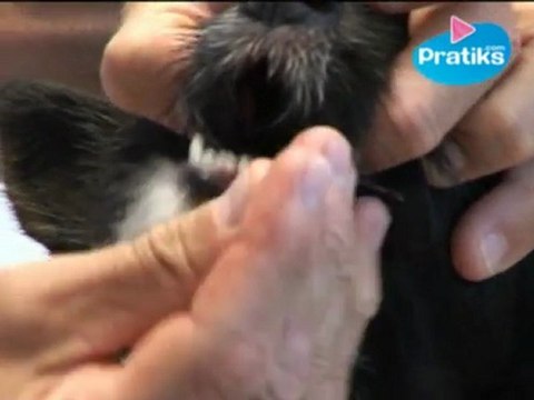 Conseils véto - Comment faire avaler un cachet à son chien ?