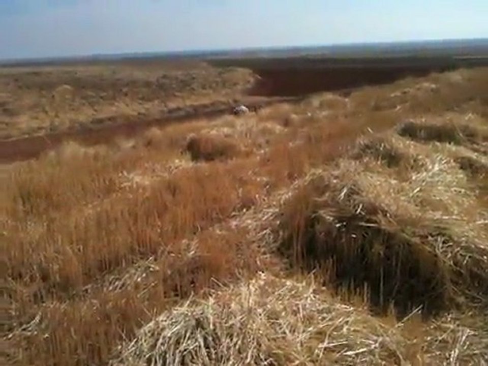 KURZHAAR VON KONYA 15.10.2011 PRADA BILDIRCIN (26)