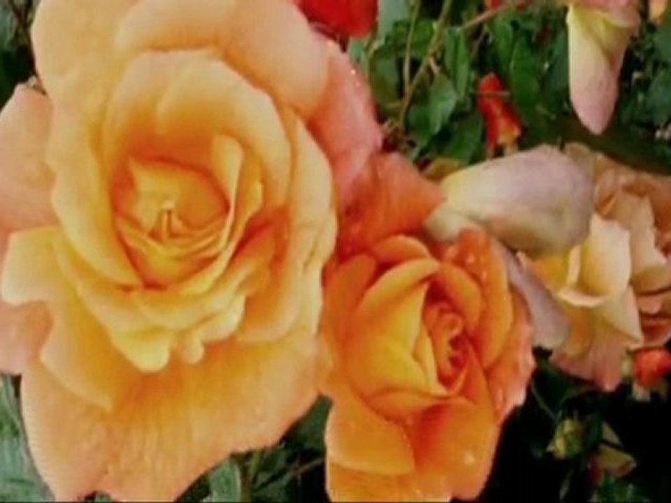 Jesienne róże-Krzysztof Krawczyk