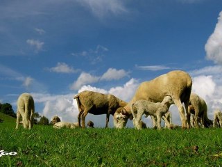 Le doublon A.O.C de Barèges-Gavarnie par Olivier Mongabure