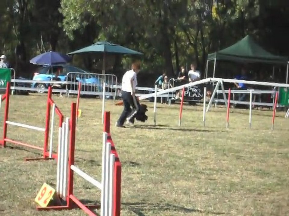 concours d'AGILITY du 16/10/2011 à Levignac