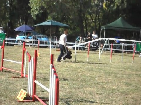 concours d'AGILITY du 16/10/2011 à Levignac