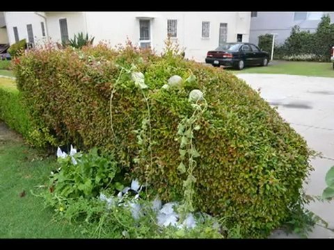 San Diego Hydroponic Greenhouse Vegetable Gardening - Urban Food Farms