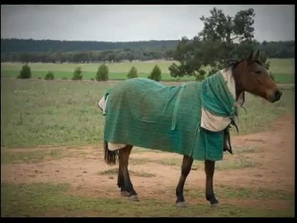 Using Horse Rugs to Keep Horses Warm