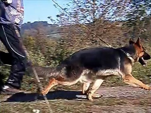 Gino de la cité d'emeraude 171011