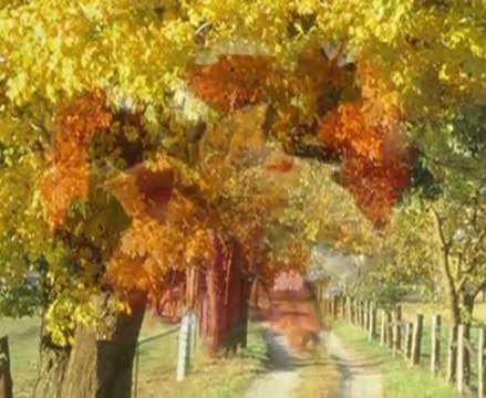 Żółty jesienny liść Janusz Laskowski