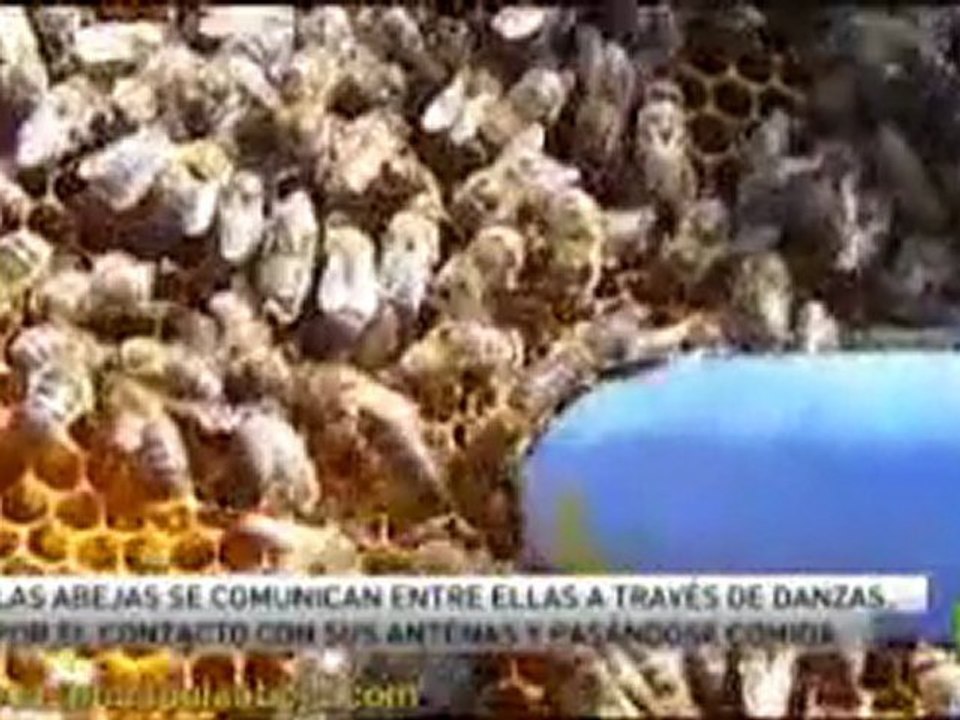 (1) LA SENDA DE LA ABEJA.COM