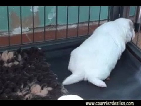 chiots septembre 2011