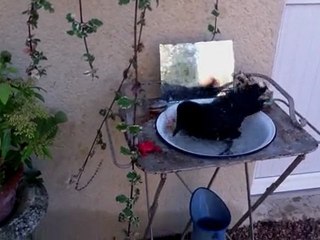 Tibert la corneille prend un bain