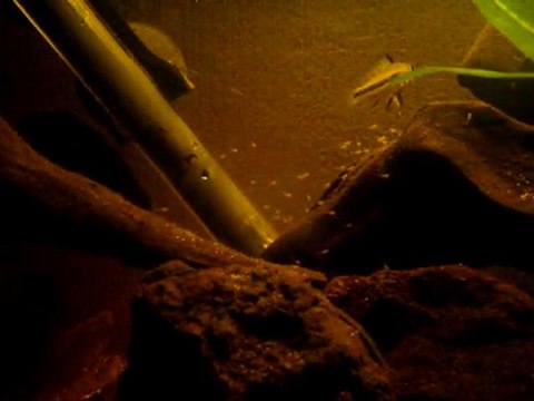 Nage libre apistogramma cacatuoides pérou sauvage 2