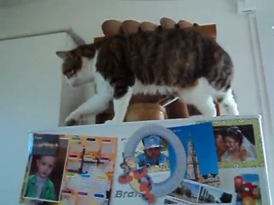 Adeline perchée sept 2011