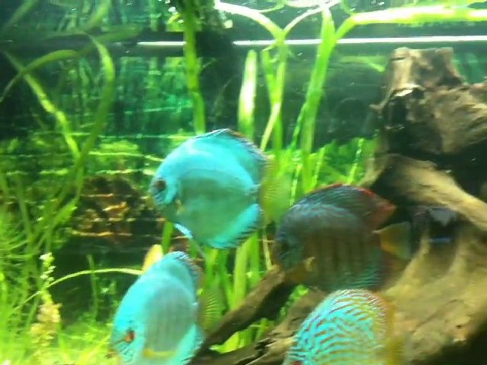 aqua plante 053