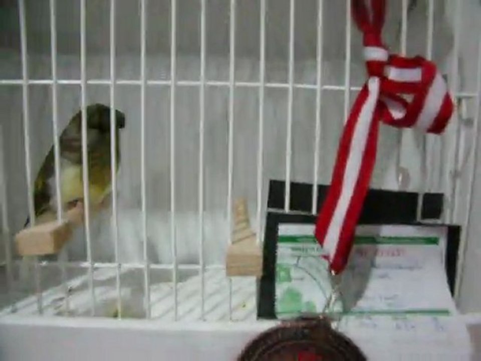 3-MELANIN AHRAÇ TEPELILER