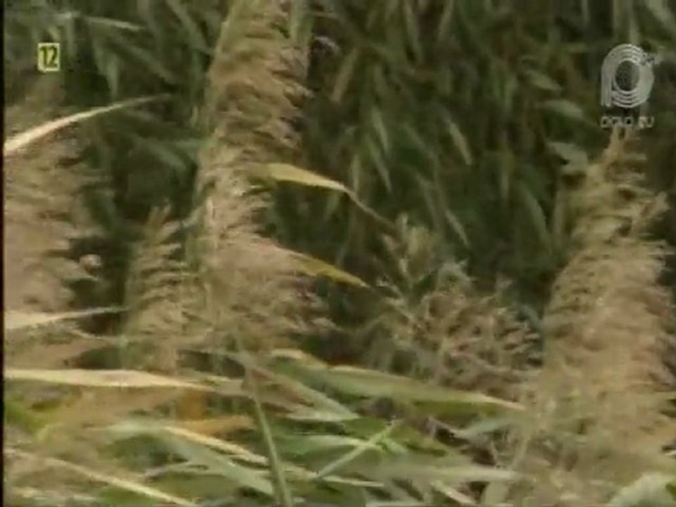 Bayer Full - Moja muzyka