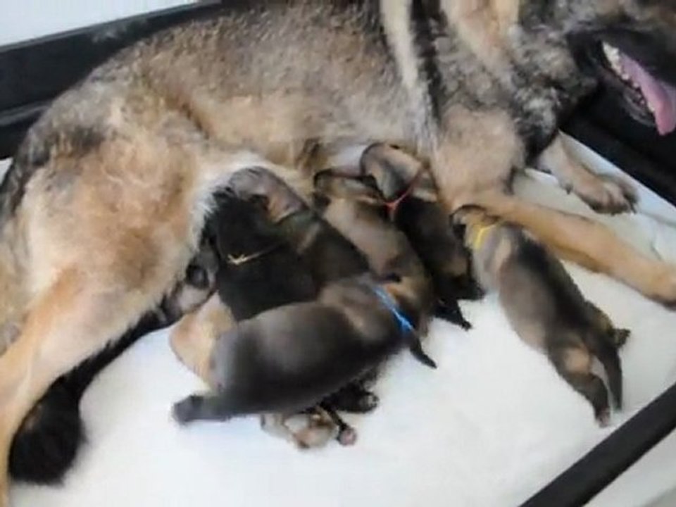 chiot caira 2   9 jours 007