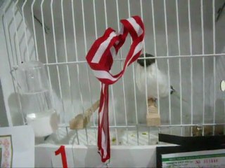 LIPOCHROME AHRAÇ TEPELİ-1 KÜTAHYA | 2011