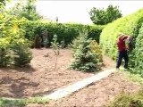 How to trim WonderHedge, Do not let it grow too high
