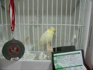 LIPOCHROME TEPELİ-2 KÜTAHYA | 2011