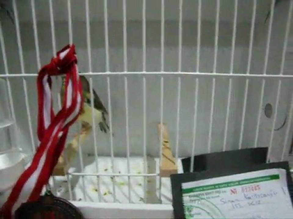 MELANIN AHRAÇ KABAK-3 KÜTAHYA | 2011