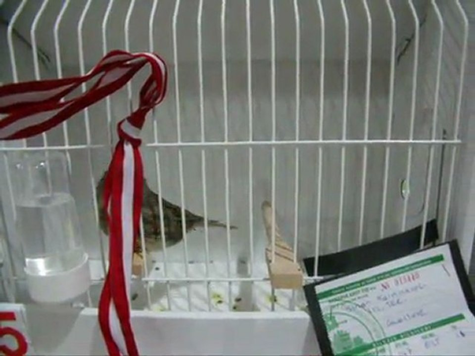 MELANIN AHRAÇ KABAK-5-KÜTAHYA | 2011