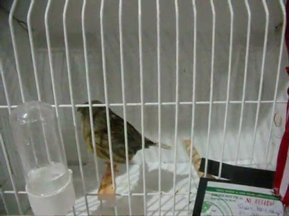 MELANİN AHRAÇ TEPELİ-4 KÜTAHYA | 2011