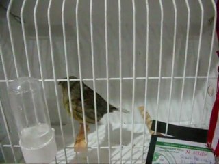 MELANİN AHRAÇ TEPELİ-4 KÜTAHYA | 2011